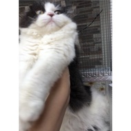 Kucing Persia Flatnose / kucing anggora / kucing persia peaknose /