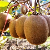 BIBIT TANAMAN BUAH KIWI OKULASI CEPAT BERBUAH