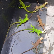 GREEN Iguana Jinak - Jantan jinak 100cm up