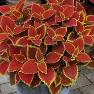 20 เมล็ด ฤษีผสม (Coleus) ฤๅษีผสม ไม้มงคล ต้นไม้เรียกทรัพย์ มีคู่มือปลูก สายพันธุ์ Trusty Rusty