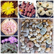100 Seeds Lithops Pseudotruncatella Living Stone Rare Succulent Seeds DIY Home Garden Plant Seeds Ea