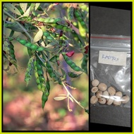 ━ ➬ ✱ ❗️ kadyos / kardis /pigeon pea (homegardening)
