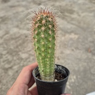Live cactus Oreocereus neocelcianus (pot size 5cm) ready stock 恐龙蛋 仙人掌 A140