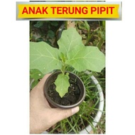 Anak pokok Terung Pipit, Terung Berembang atau Terung Belanda