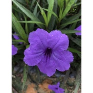 Biji Pokok Purple (Bunga Ruellia)