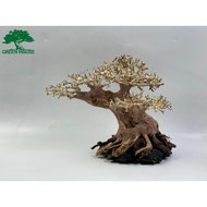 Bonsai Driftwood, Aquatic Driftwood For Aquarium Decoration, Aquarium, Office, Home (GH-BSR /09)