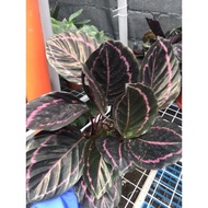 ▥┅㍿COD! Sale! Calathea Dottie Live Plants with Soil and Pot