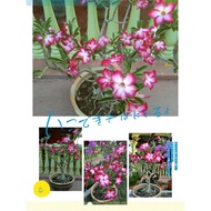 Adenium pink white Anak pokok murah