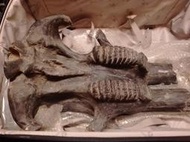 長毛象化石- 上顎骨及部分象牙部位-- 很重限自取