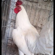 ayam cemani putih kedu istimewa