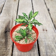 Euphorbia decaryi (8cm pot)