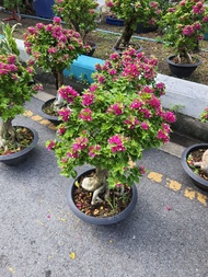 ต้นเฟื่องฟ้า สาวิตรี เฟื่องฟ้าแคระ เฟื่องฟ้าบอนไซ ทรงสวยๆ ต้นสูง50cm จัดส่งพร้อมกระถาง11นิ้ว โชว์ราก
