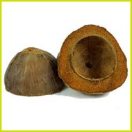 ☪ ◵ ❆ ✿ Bunot coconut husk for school bunot good quality coconut husk bunot 1pc bunot floor polishe