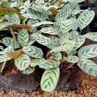 Calathea With FREE fertilizer