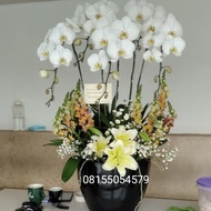 vas bunga anggrek bulan, bunga ulang tahun, bunga anggrek bulan