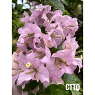 Bunga Kertas ID Light Violet