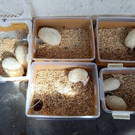 landak mini albino mata merah usia 6-12 bulan, jantan betina