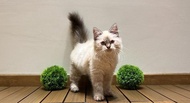 Kucing Himalaya Ragdoll Munchkin #Gratisongkir