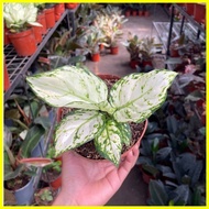 ▥ ◷ ♠ Aglaonema - Super White 50 seeds (not live plants)