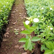 pohon nusa indah micro bunga kuning