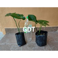 KELADI PHILODENDRON GLORIOSUM (AROID)