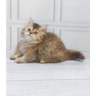 kucing persia Kitten/Himalaya/BSH