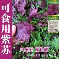 现货四季食用紫苏种子紫苏籽种子香菜种紫苏盆栽阳台苏子粒种香菜籽种Perilla seeds for all four seasons, perilla seed seeds, cilantro2026