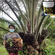 BAJA NPK NUTRIGRO 10KG PAKEJ AGEN 10 TONG (3 SUDU BAJA/POKOK) SEM. MALAYSIA