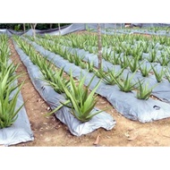 Plastik tanam sayur/nanas/plastik tutup tanaman/uv film/fertigasi cili/plastik tutup rumput/Silvershine/tutup tanah