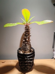 塊根植物 巴洛尼 巴氏棒槌