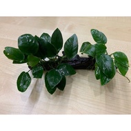 A5004M Anubias Barteri Var. Nana on Wood Aquarium Plant (Double Nana)