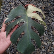 tanaman hias Monstera mint Variegata mewah sudah tunas 75gas