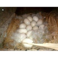 Barang Terlaris Telur Fertil Entok-Mentok Jumbo Blitar