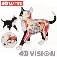 4D Vision หุ่นจำลองแมว