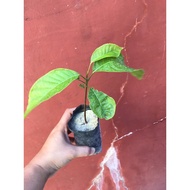 ▬ ⊕ Mahogany seedling in small seedling bag