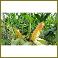 ∭ ➮ ❅ Bravado F1 Hybrid Sweet Corn Pack - Condor Quality Seeds