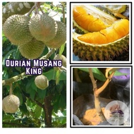 Anak Pokok Durian Musang King cepat berbuah (hybrid)