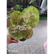 Thai caladium/Keladi Thailand/Rare Caladium