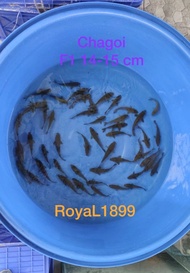 Anakan ikan Koi F1 indukan import