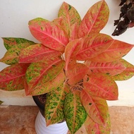 Tanaman Hias Aglonema Big Roy/ Tanaman Hias Aglaonema Big Roy Remaja