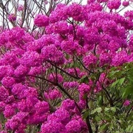 bibit tabebuya merah