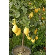 Pokok Lemon Australia