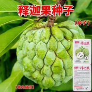 现货爆款凤梨释迦果种子云南海南台湾牛奶牛心番荔枝刺果籽种孑树种子Pineapple custard apple seeds Yunnan Hainan Taiwan milk20260325