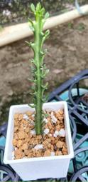 巖流島 狗奴子麒麟 Euphorbia knuthii 3寸盆 塊根植物 多肉植物 仙人掌