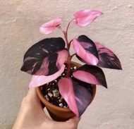 bonggol Philodendron Pink Princess black cherry