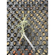 Augustfame -Tillandsia Diaguitensis TI Airplant