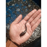 bibit ikan lele_ ukuran 7-8cm | mutiara_sangkuriang