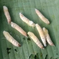 TERLARIS kepompong ulat daun pisang - kepompong cangcilung - umpan pancing Selamat Berbelanja
