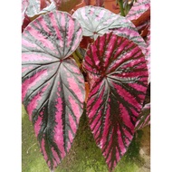 🔥🔥Begonia Brevirimosa🔥🔥