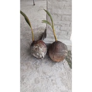 ANAK POKOK/BENIH KELAPA SGG ORIZAINAL.